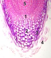 microscope image of root tip 